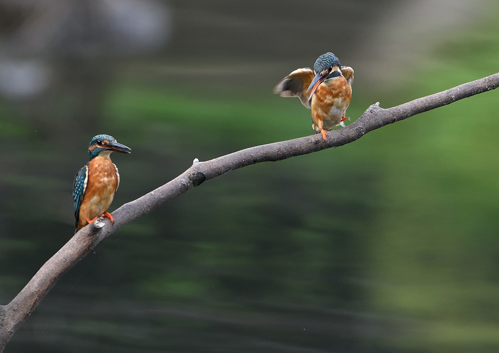 2羽のカワセミ　８/２９❶