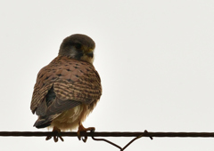 チョウゲンボウ　１２/２９❶