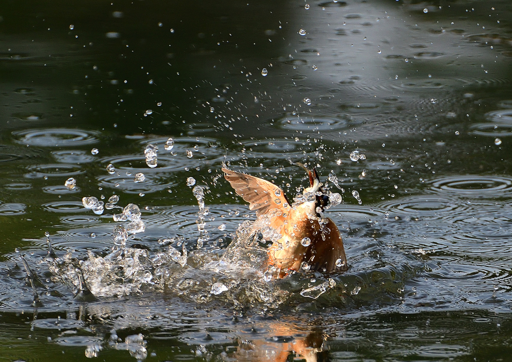 魚を・・・・　８/１❺