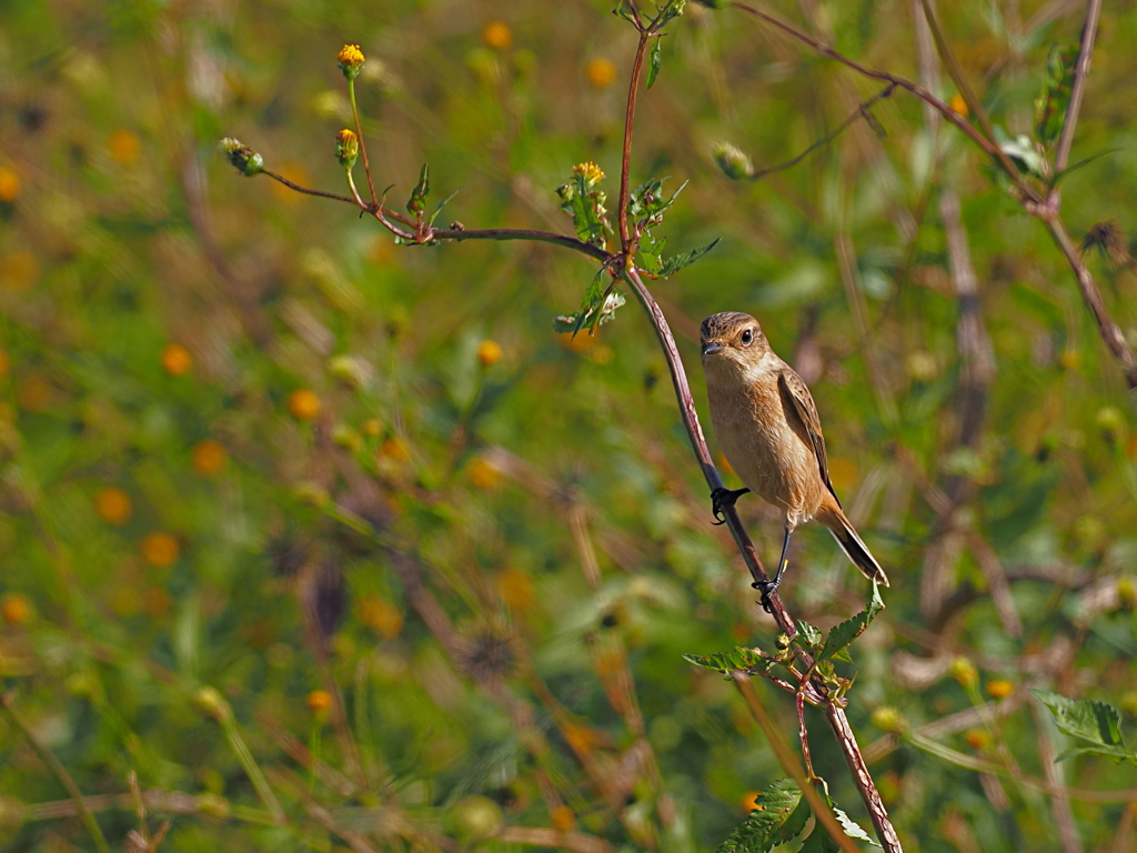 ノビタキ　１０/２７❶