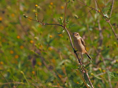 ノビタキ　１０/２７❶