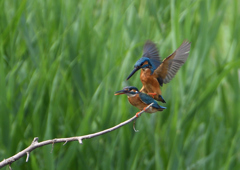 カワセミの交尾　５/２６❸