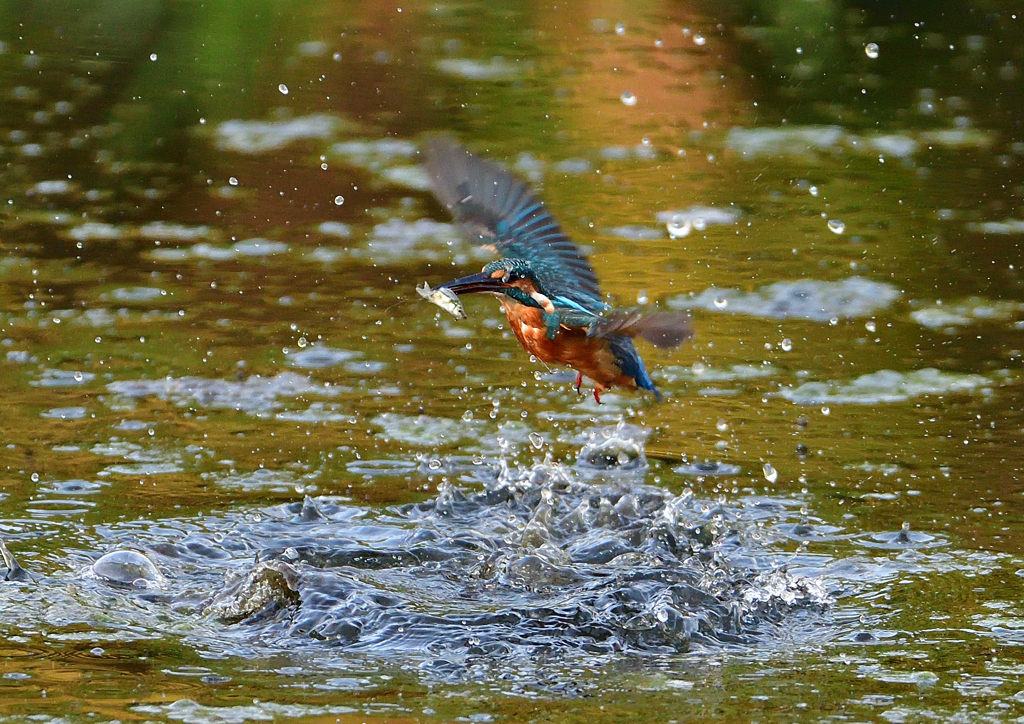 いつもの公園で　８/３１❶
