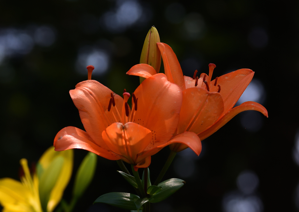 ゆり園　６/２０❷