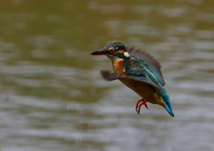 ホバ　５/１８❷