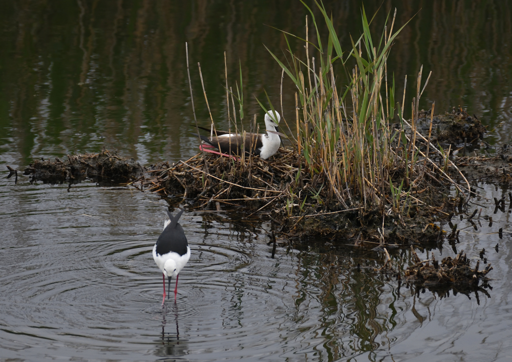 セイタカシギ抱卵　５/３❷