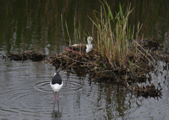 セイタカシギ抱卵　５/３❷