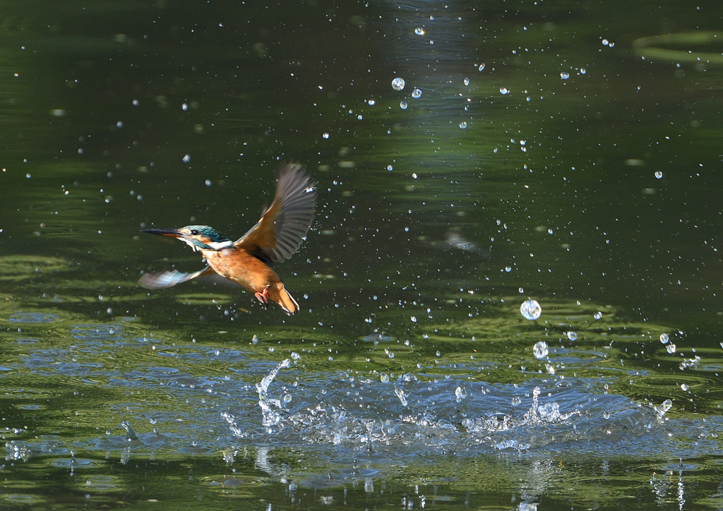 ダイブ　８/１３❻