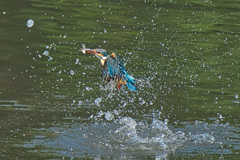 いつもの公園　５/３０❺