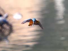 ミニホバ　３/６