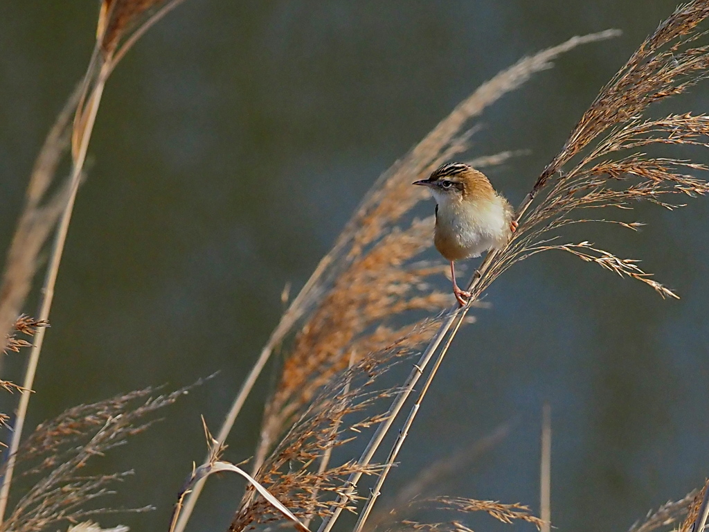 セッカ　１２/１６