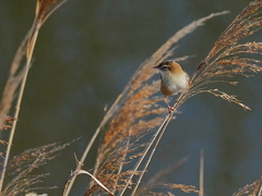 セッカ　１２/１６