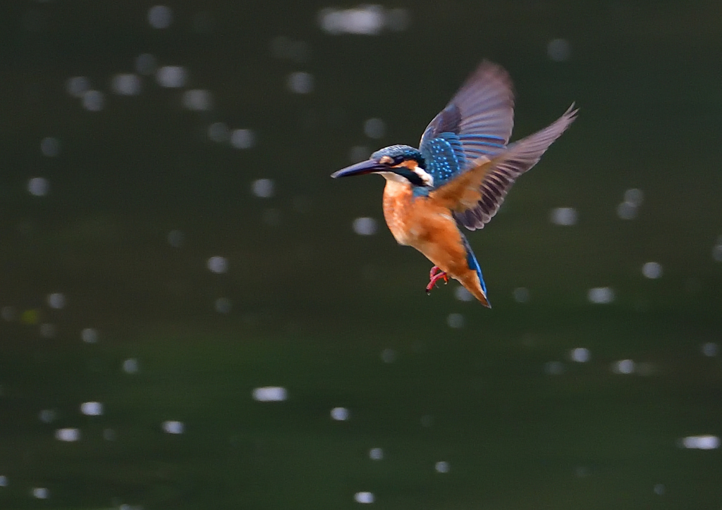 ホバリング　７/２８②