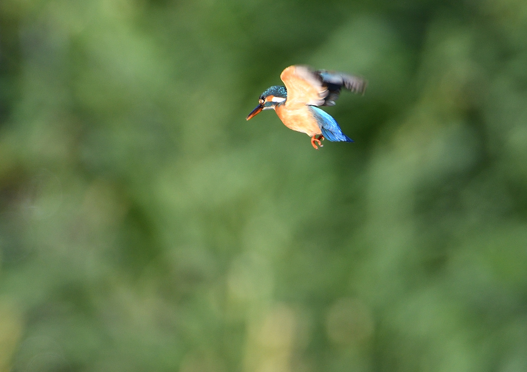 ホバリング　５/３０❶