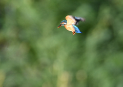 ホバリング　５/３０❶