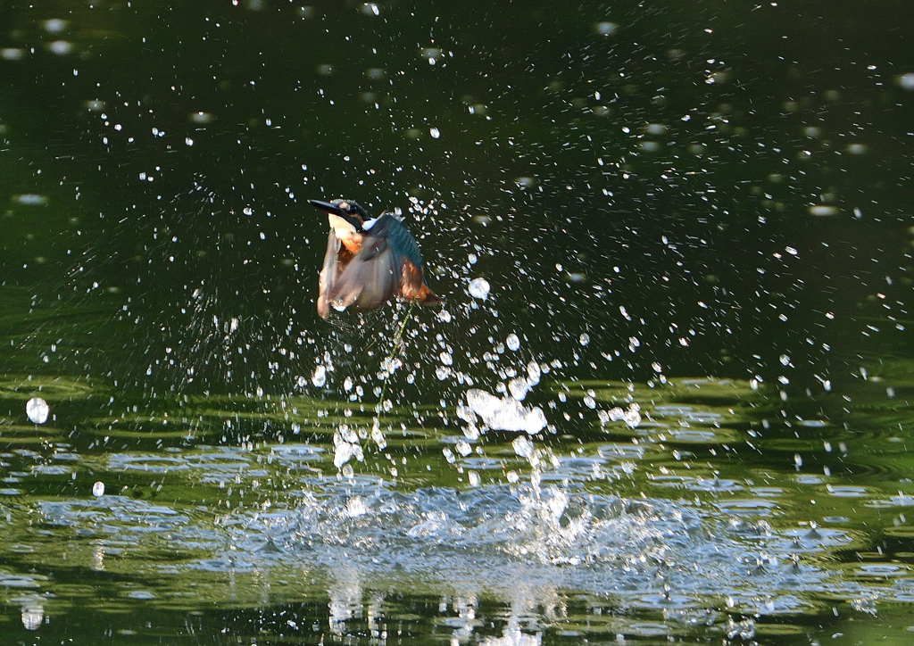 ダイブ　８/１９❶