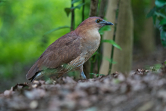 ミゾゴイ　６/２６❶