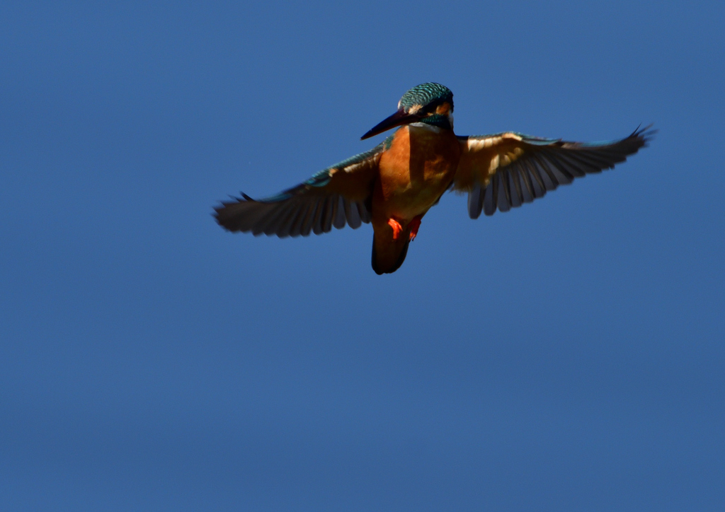 ホバリング　３/７❻