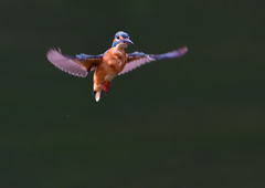 いつもの公園で　最初のホバリング　９/１９❶