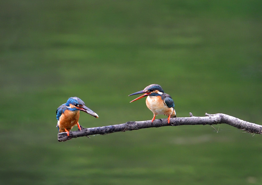 給餌を・・・・　７/１２①