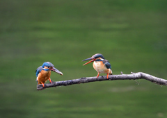 給餌を・・・・　７/１２①