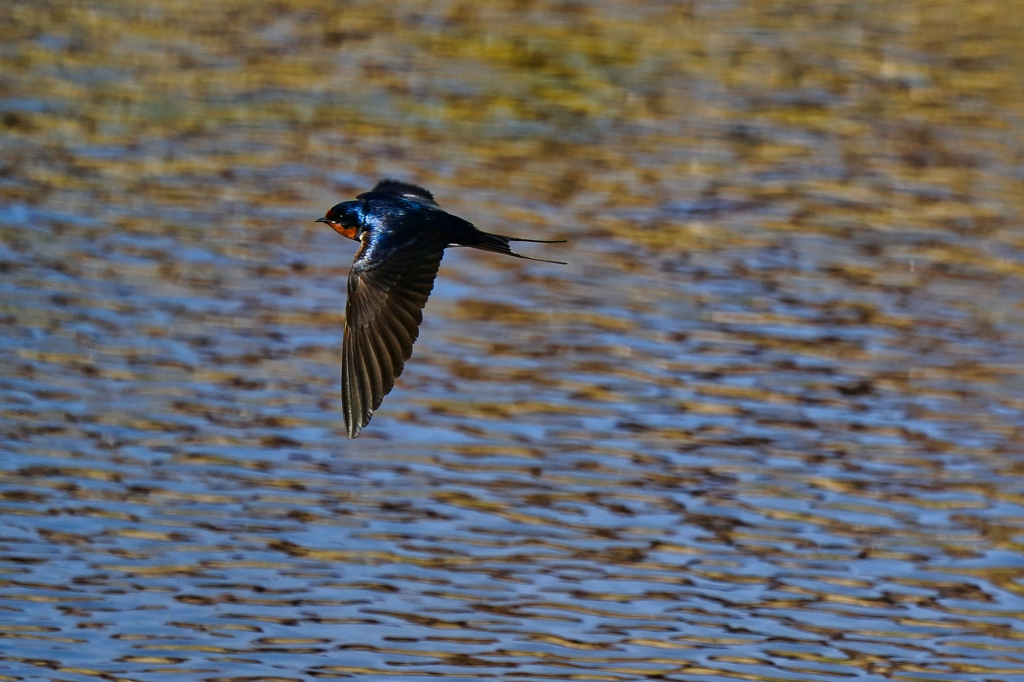 ツバメの飛翔　４/１９