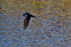 ツバメの飛翔　４/１９