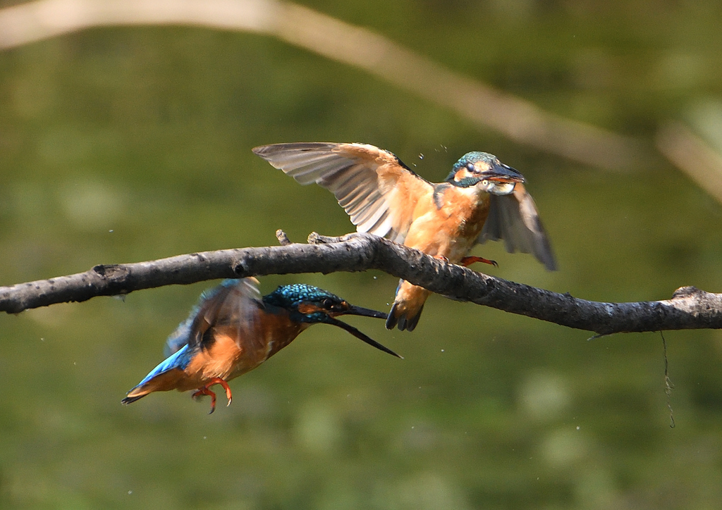 2羽のカワセミ　９/１０❼