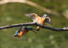 2羽のカワセミ　９/１０❼