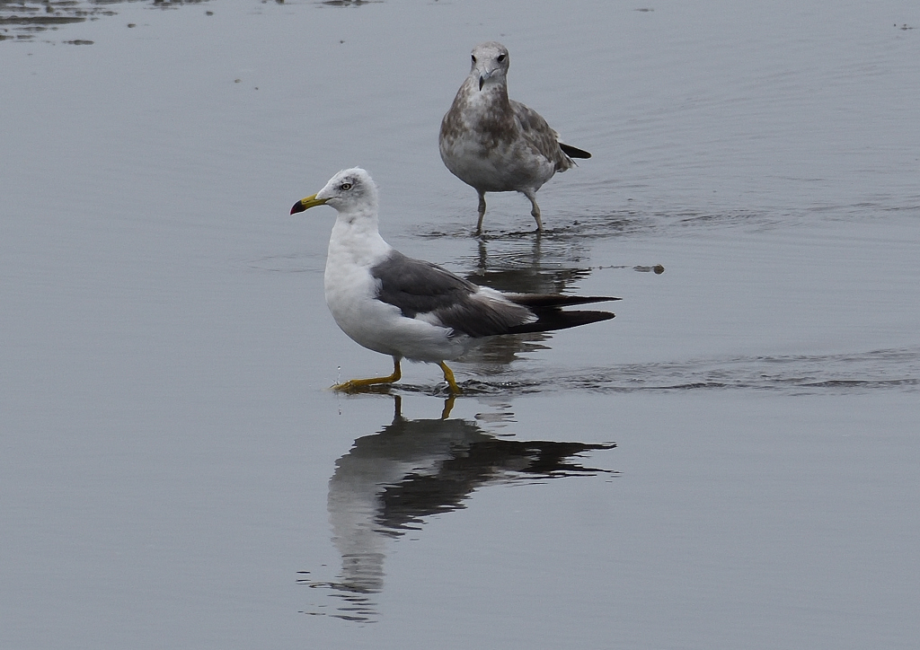 ウミネコ　８/４❷