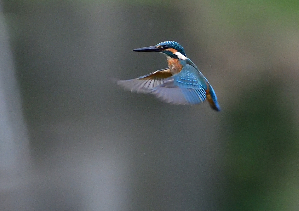 ホバる　７/１３②
