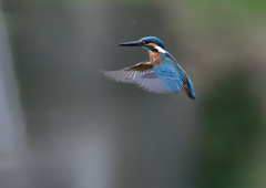 ホバる　７/１３②