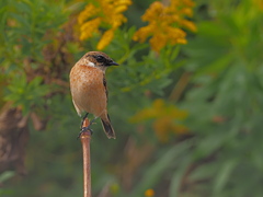 ノビタキ　１０/２１❶