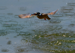 ダイブ　５/２４❸