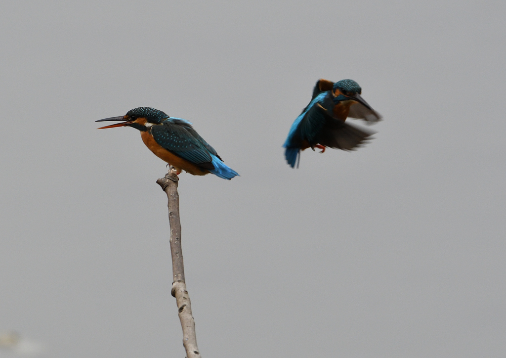 メスの元へ・・・❸