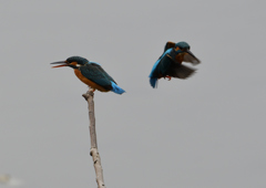 メスの元へ・・・❸