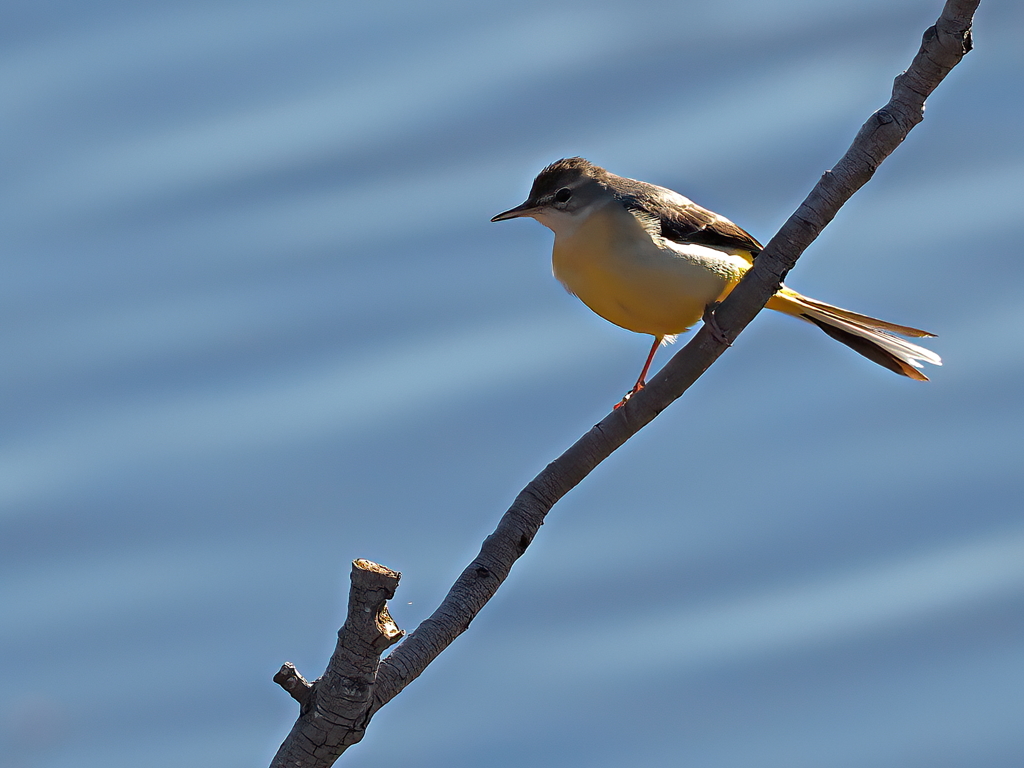 キセキレイ　１/３１