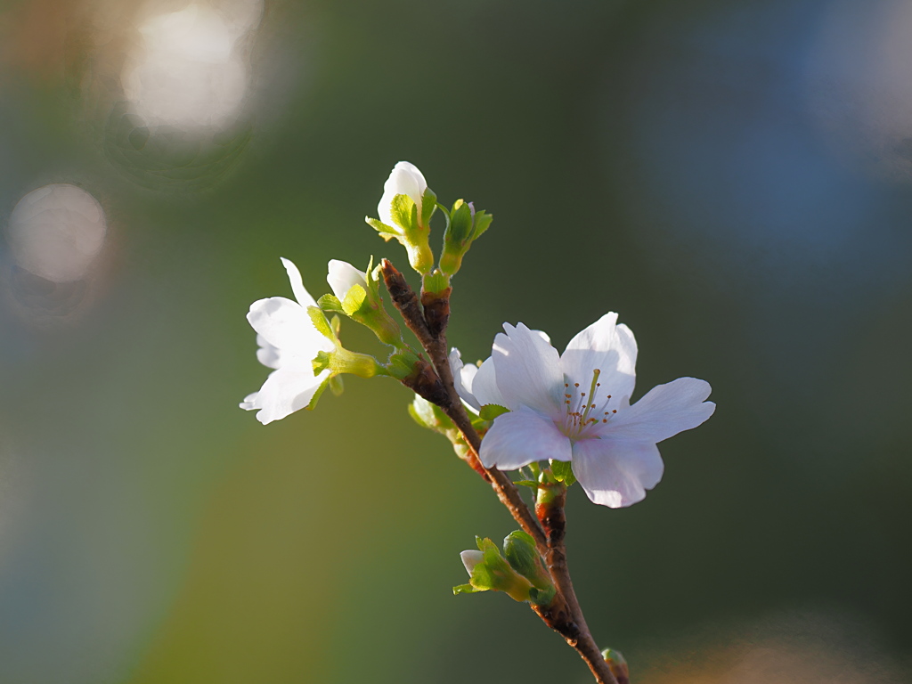 冬桜　１１/１４
