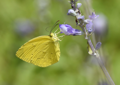 キタキチョウ　８/２７