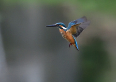 ホバる　７/１３①