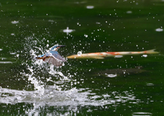 色鯉が・・・・　７/１３①