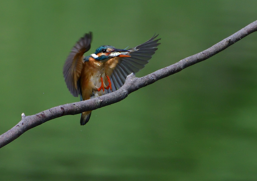 魚を・・・・・・　５/１８❹