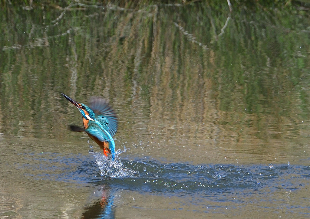 ダイブ　３/２３❺