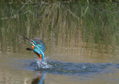 ダイブ　３/２３❺