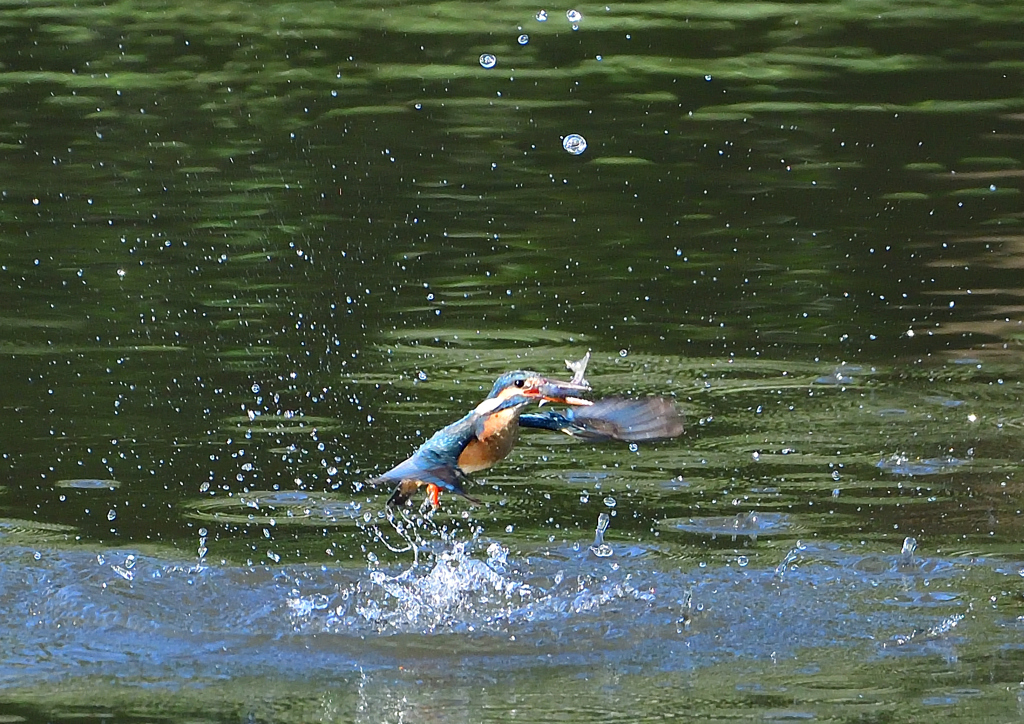 魚を・・・・・・　５/１４❶