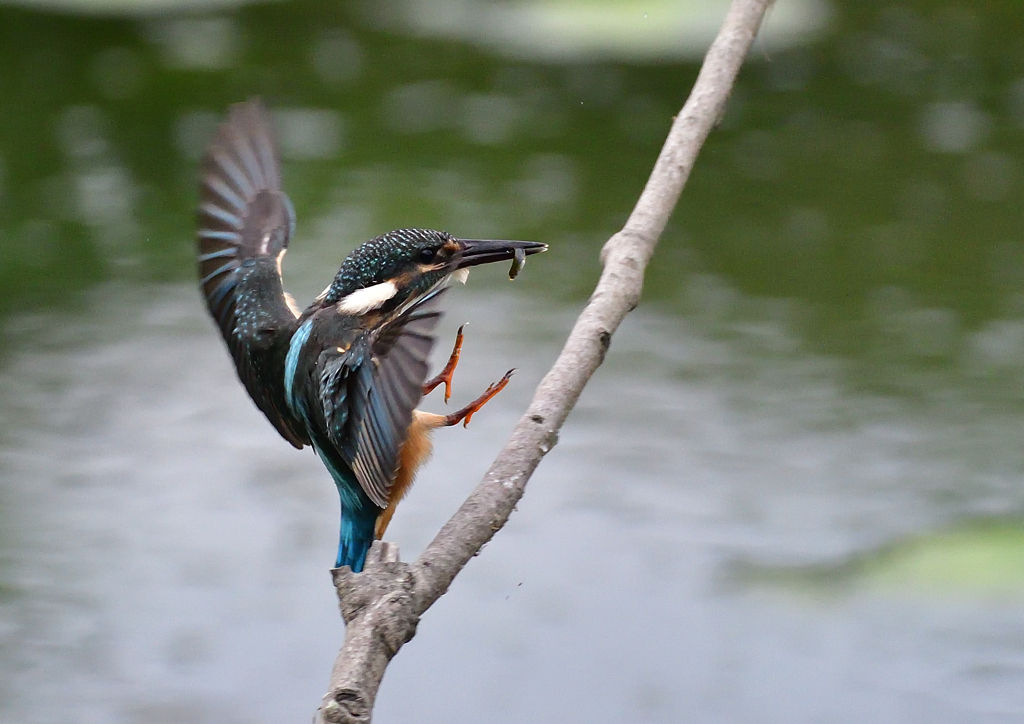 止まり木　７/２０①