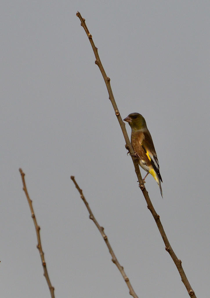 カワラヒワ　１２/１１