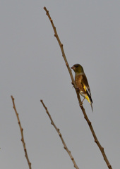 カワラヒワ　１２/１１