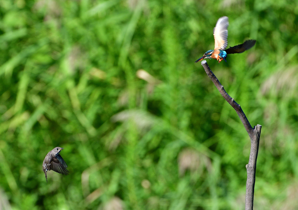 エゾビタキとカワセミ　９/２８❶