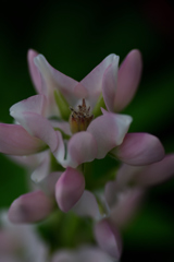 花❸